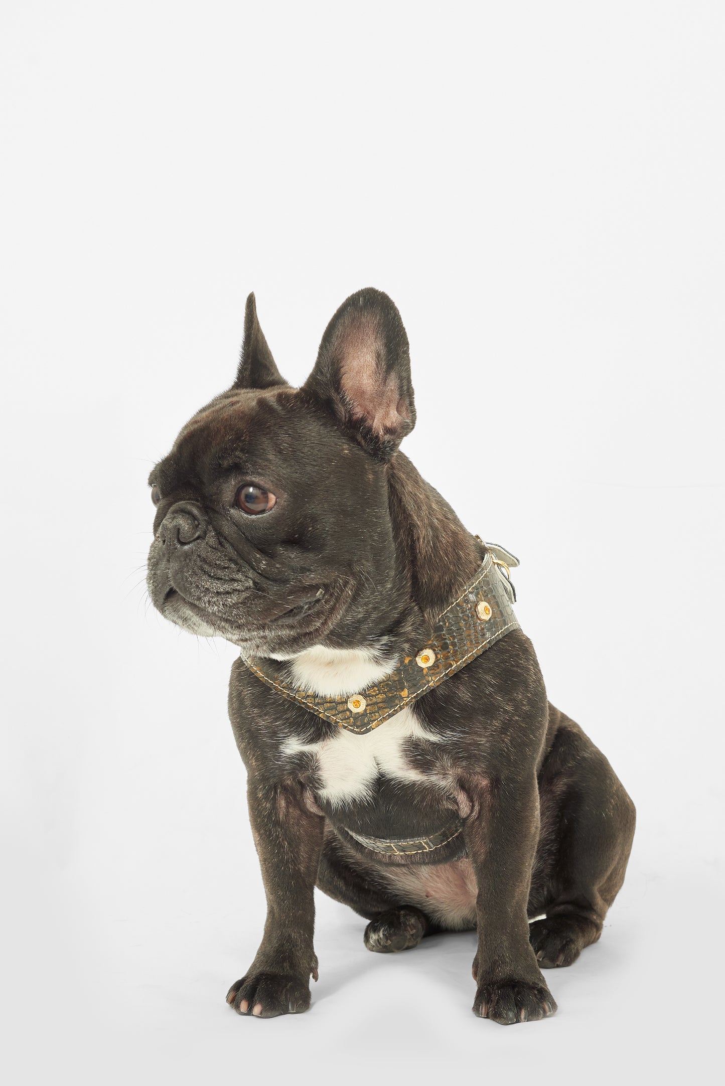 Serpente Harness