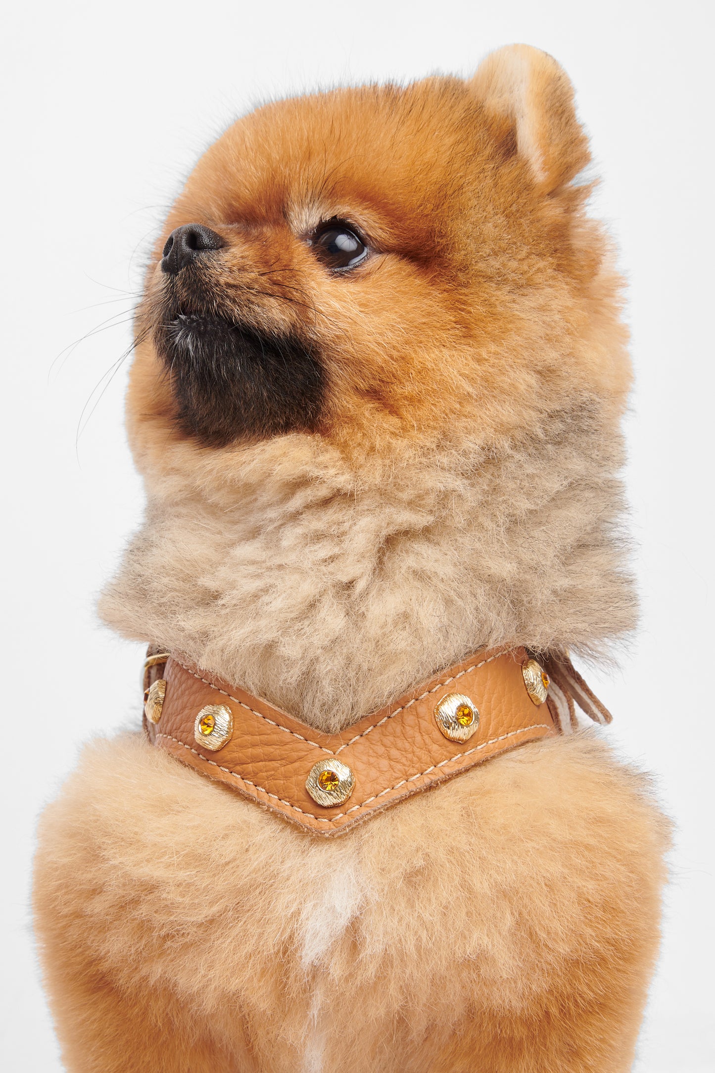 Diamante Tan Harness