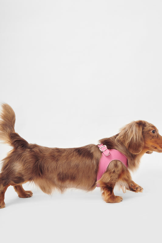 Eleganza Pink Harness