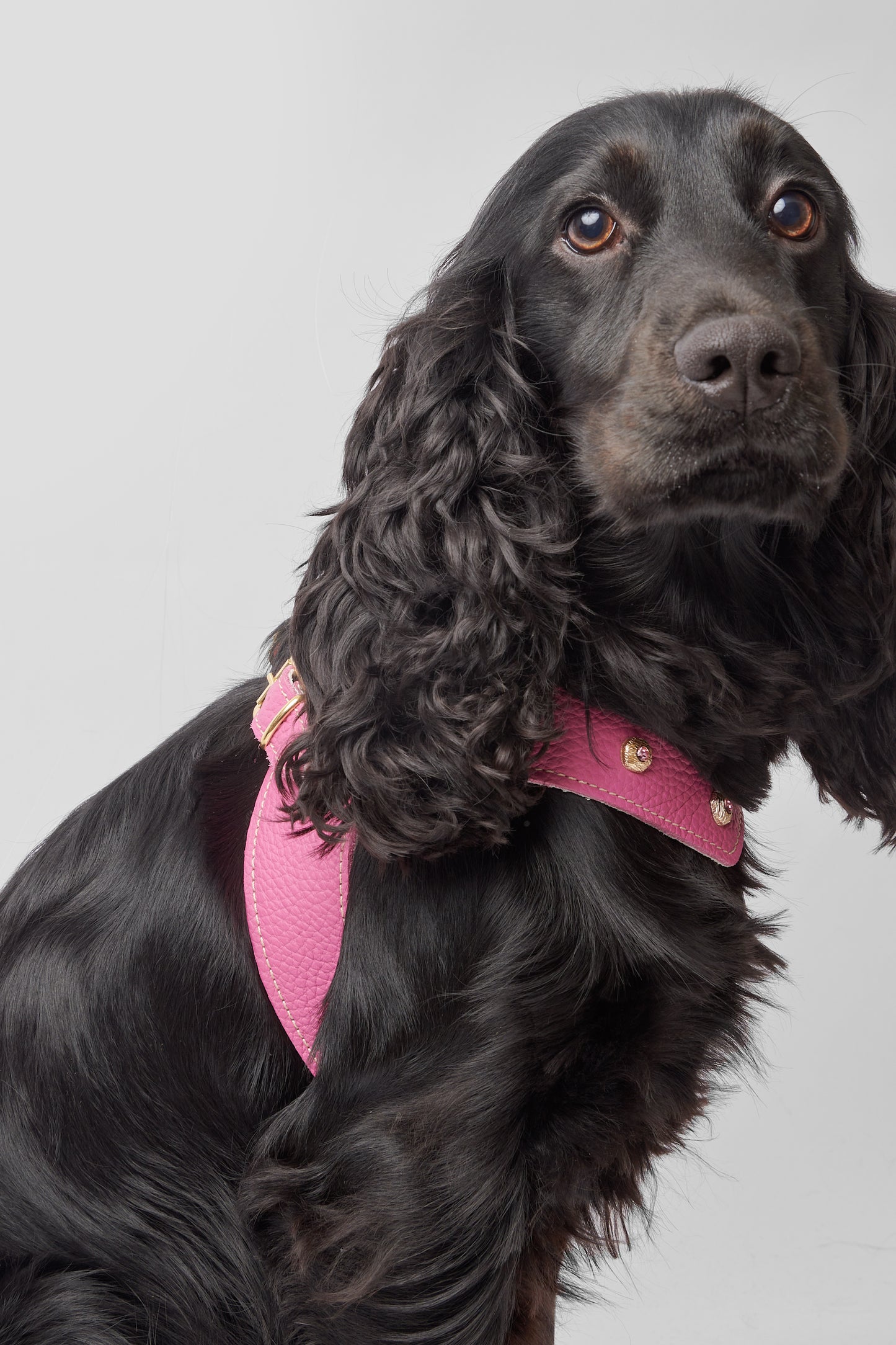 Diamante Pink Harness