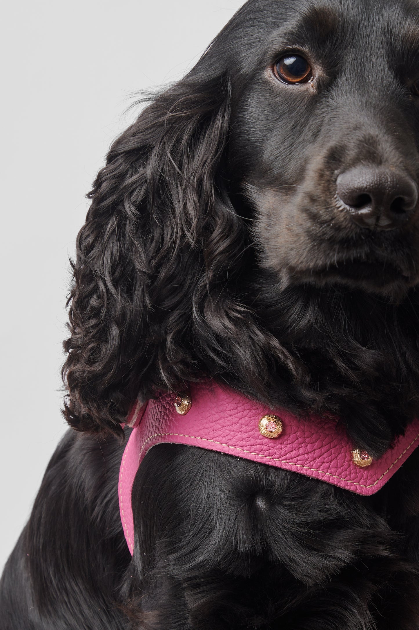 Diamante Pink Harness