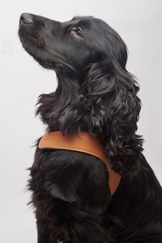 Eleganza Tan Harness